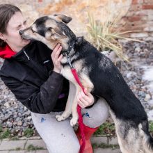 Kauno prieglaudas perpildė beglobiai gyvūnai: keturkojus tenka apgyvendinti net tualeto patalpose