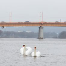 Sumaištis P. Vileišio tilto prieigose: specialiosios tarnybos iki šiol nežino, ko ieško