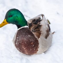 Kaunietė: gal dar yra vilties pakilti iš dugno?