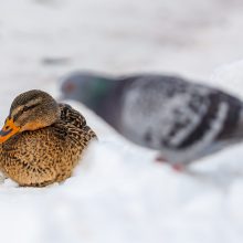 Kaunietė: gal dar yra vilties pakilti iš dugno?