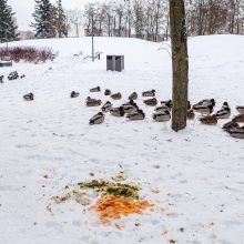 Kaunietė: gal dar yra vilties pakilti iš dugno?