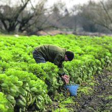 ES ūkiai be pesticidų: tvarumas ūkininkams kainuoja galvos skausmą