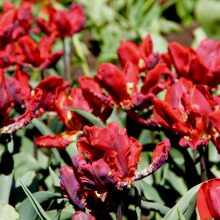 Šiltą savaitę – gausiausias tulpių žydėjimas Botanikos sode 