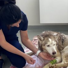 Šokiruojantis žiaurumas: apvynioję šuns snukį ir letenas juosta, įkišo į maišą ir paliko uždusti