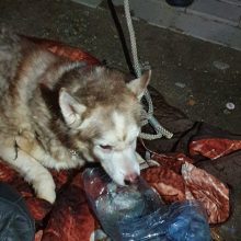 Šokiruojantis žiaurumas: apvynioję šuns snukį ir letenas juosta, įkišo į maišą ir paliko uždusti