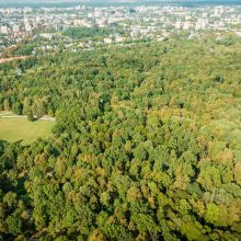 Kauno Ąžuolyno atgimimas tęsiasi: šimtamečių ąžuolų parką papildys nauji medeliai