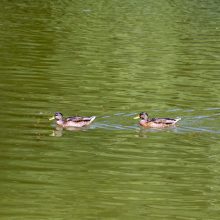 Į Kalniečių parko tvenkinį įleido žuvų, kurioms patikėta svarbi misija