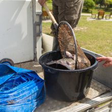 Į Kalniečių parko tvenkinį įleido žuvų, kurioms patikėta svarbi misija