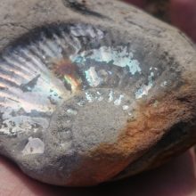 Baltijos jūros dovana – fosilija