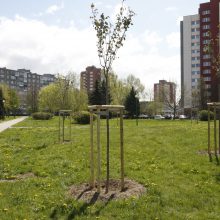 Iniciatyva: 11 sakurų pasodinta Debreceno gatvės ir Taikos prospekto kampe.