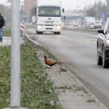 Klaipėdos miesto pakraštyje – fazanas