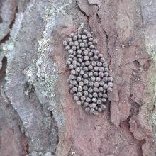 Žiemoja: vienuolio verpiko patelės žiemai padeda kiaušinėlių į medžio žievės tarpus.