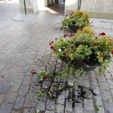 Vandalai – prieš senamiesčio gėles: šįkart užkliuvo pelargonijos