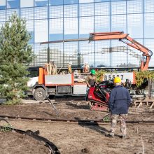 A. Šabaniausko atminimui – ypatingas Vienybės aikštės gluosnis