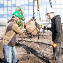 A. Šabaniausko atminimui – ypatingas Vienybės aikštės gluosnis