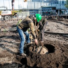 A. Šabaniausko atminimui – ypatingas Vienybės aikštės gluosnis