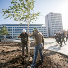 A. Šabaniausko atminimui – ypatingas Vienybės aikštės gluosnis