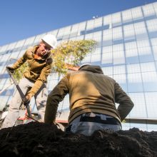 A. Šabaniausko atminimui – ypatingas Vienybės aikštės gluosnis