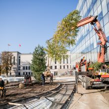 A. Šabaniausko atminimui – ypatingas Vienybės aikštės gluosnis