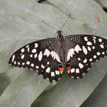 Botanikos sode plasnos įvairiaspalviai atogrąžų drugiai