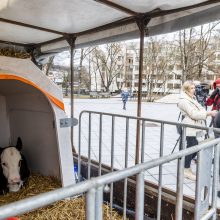 Protestuojantys pienininkai: ministrui turbūt reikėtų pasimuilinti ausis ir nusiplauti liežuvį