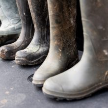 Prie Seimo 1 tūkst. pieno gamintojų reikalauja paramos, K. Navicko pasitraukimo