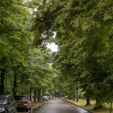 Vilnius siekia dar labiau apsaugoti brandžius medžius