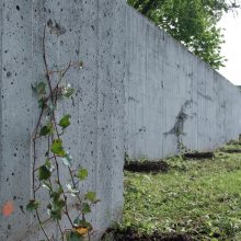 Vilniuje grafitininkų pamėgtas sienas saugos vijokliai