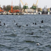 Klaipėdos uosto akvatorijoje žvejoja kormoranai