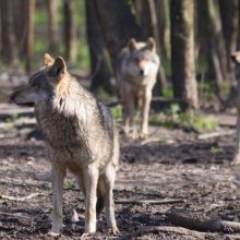 Klaipėdos rajone siaučia vilkai: ūkininkai skaičiuoja nuostolius