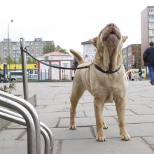 Lojantys šunys nervina klaipėdiečius: nebeįmanoma