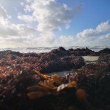 Ar gali jūros pakrantėje išmetami dumbliai tapti vertingomis trąšomis ir apsaugoti kopas?