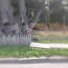 Klaipėdiečius piktina vaizdas prie Storosios liepos
