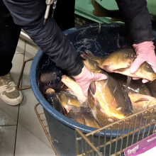 Gyvūnų teisių gynėjai ragina nutraukti prekybą gyva žuvimi