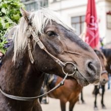 Kretingoje – neįprastas vaizdas: gatvėmis risnojo žemaitukų būrys