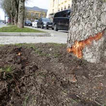 Avarija Klaipėdos centre: „Audi“ nulaužė stulpą, atsitrenkė į medį