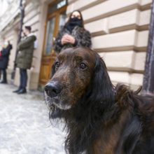 Kelis mėnesius uždaryti barai ir restoranai prašo kompensacijų dėl sustabdytos veiklos