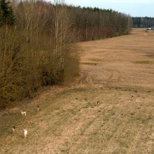 Danielių būryje užfiksavo baltą atžalą