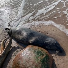 „Nuaro“ darbuotojai negyvų ruonių pajūryje neberado