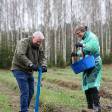 Nacionalinis miškasodis sutelkė gamtos mylėtojus: Lietuvos miškuose pasodinta 2 mln. naujų medžių