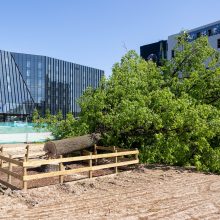 V. Benkunskas apie sostinės centre nukirstą šimtametį ąžuolą: tai vandalizmas ir nusikaltimas 