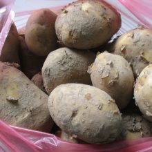 Pasidžiaukite: Kauno turguje atpigo bulvės, trešnės, vyšnios, o ypač – šilauogės