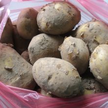 Pirkėjai patenkinti: pagaliau turguje bulvių ir agurkų kainos patrauklios