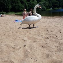 Kauno marių paplūdimio poilsiautojus stebina drąsi gulbė