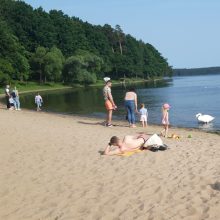 Kauno marių paplūdimio poilsiautojus stebina drąsi gulbė