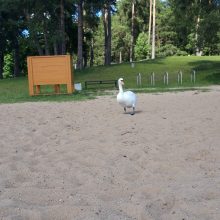 Kauno marių paplūdimio poilsiautojus stebina drąsi gulbė