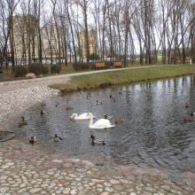 Kalniečių parko tvenkinyje apsigyvenusias gulbes išginė šaltis