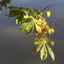 Kaštainis ir kaštonas – ne giminės