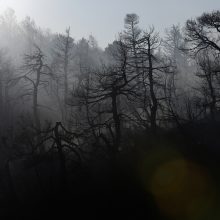 Netoli Graikijos sostinės kilus naujiems miškų gaisrams, evakuoti keli kaimai