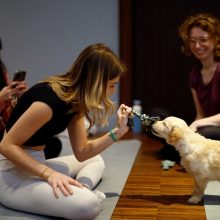 Nyderlanduose kelią skinasi iniciatyva uždrausti jogą su šunyčiais
